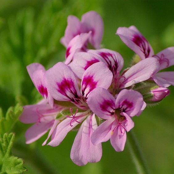 geranium