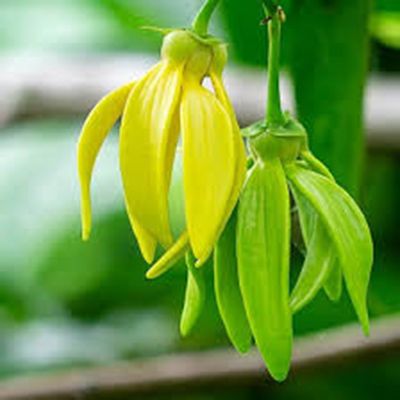 ylang