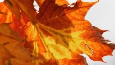 La vitamine D : votre alliée de l’automne  pour affronter!