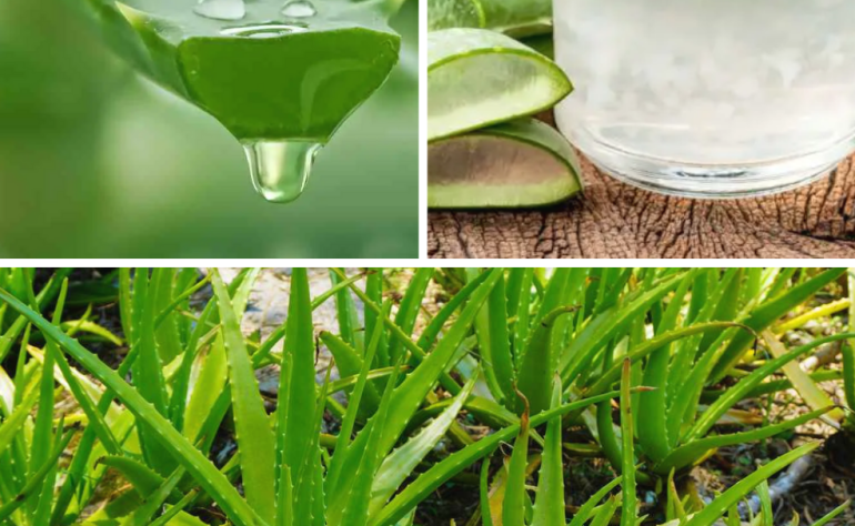 À la découverte de L’aloe vera …