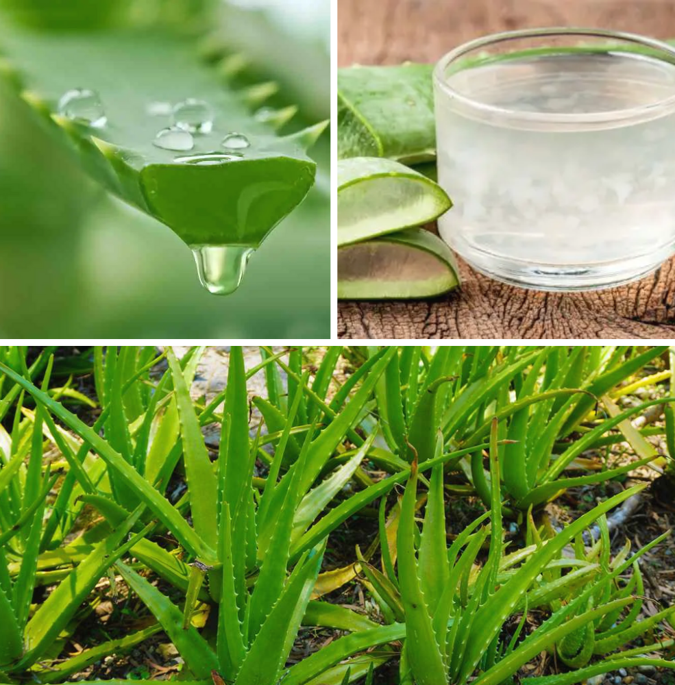 À la découverte de L’aloe vera …
